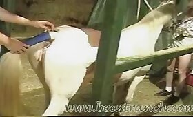 horse fuck porn, zoofilia porn