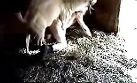 anal bestiality, video with zoofilia