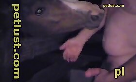 anal bestiality, mare with man