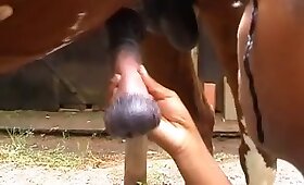 horse fuck porn, girl fucks animal