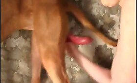 βίντεο με zoofilia, ζώο κόκορας