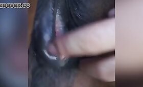 horse fuck porn