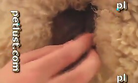 sheep, zoo fucking videos