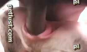 zoophilia gợi cảm, video với zoofilia