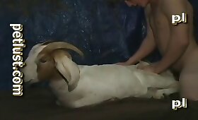 gay animal porn, dude fucks animal 