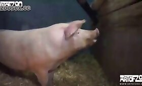 pig porn, free animal porn
