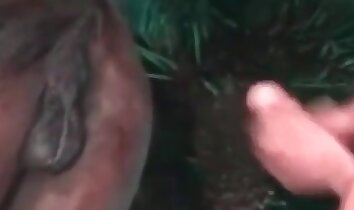leidenschaftlicher Sex,Zoo-Sex-Video