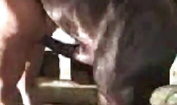 zoofilia grupal,sexo zoofílico salvaje