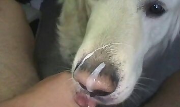 sesso hardcore con animali,sesso con orgasmo