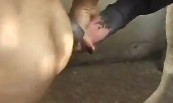 video di sesso allo zoo,video porno di zoofilia