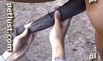 sex muže a zvířete,koňské porno zdarma