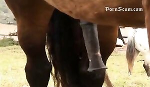 horse beastiality free porn tube xxx zoo porn