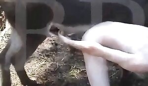 brezplačni živalski porno videi