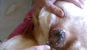 Man fucks dog with his neat penis. Free bestiality and animal porn       