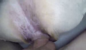 closeup, free animal porn videos