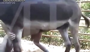 hevonen beastiality ilmainen porno