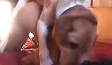 jente- og dyresex,hq zoofili-video