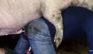 bestialità in fattoria,video pornografico sullo zoo