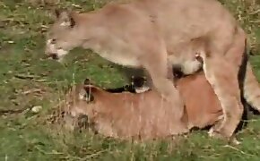 free animal porn, beastiality videos