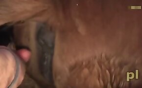 beastiality videos, sexy scenes