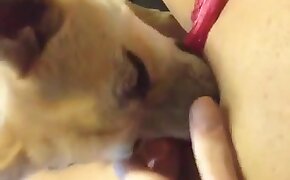 sex with animals, dog bestiality