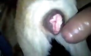 guy fucks animal, zoophilia fuck porn