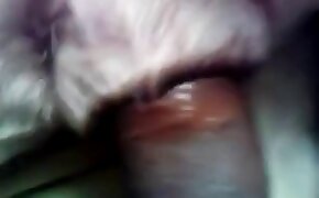 gay bestiality, bestiality