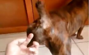 dog bestiality, zoophilia fuck porn