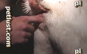 zoophilia fuck porn, females