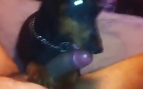 zoophilia videos, gay bestiality