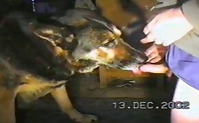 free animal porn, gay bestiality