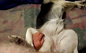 guy fucks animal, zoophilia fuck porn