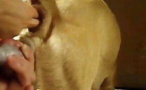 gay bestiality, beastiality videos