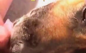 animal porn, sex with animals