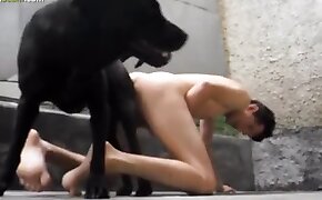 gay bestiality, animal porn