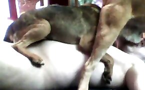 Man With Animals Porn - Male dog porn. Porn with animals. Free zoo sex videos