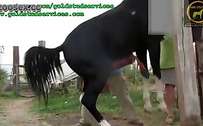 pony, zoophilia fuck porn