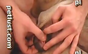 guy fucks animal, zoophilia fuck porn