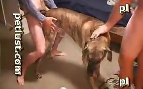 zoophilia videos, gay bestiality