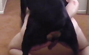 gay bestiality, experiences