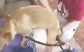 zoo porn videos, zoophilia fuck porn