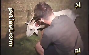 intense, animal porn