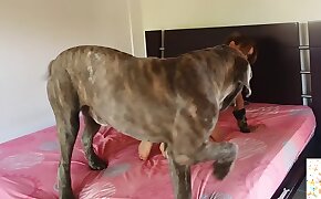 sizzling, zoo porn videos