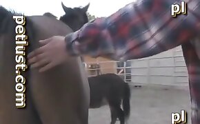 gay bestiality, beastiality videos