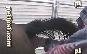 gay bestiality, beastiality videos