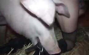 free animal porn, beastiality videos