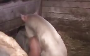 free animal porn, beastiality videos