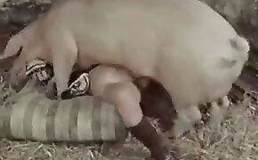 Beastiality porn with a domineering pig-> 