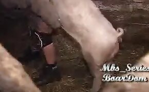 bestiality, zoophilia videos