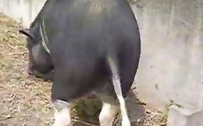 beastiality videos, zoo porn videos